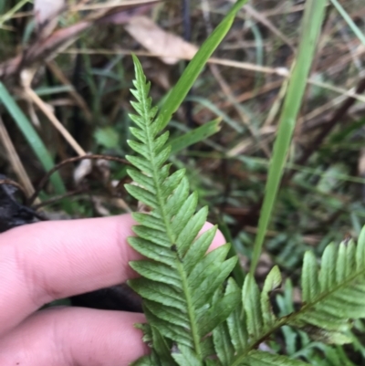 Pteridium esculentum (Bracken) at Acton, ACT - 3 Aug 2021 by Tapirlord