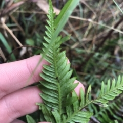 Pteridium esculentum at Acton, ACT - 3 Aug 2021 10:55 AM