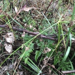 Pteridium esculentum at Acton, ACT - 3 Aug 2021