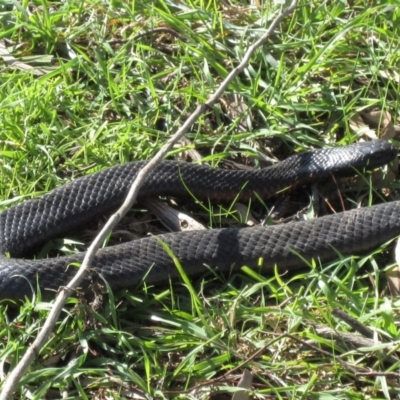 Pseudechis porphyriacus (Red-bellied Black Snake) at The Pinnacle - 5 Aug 2021 by sangio7