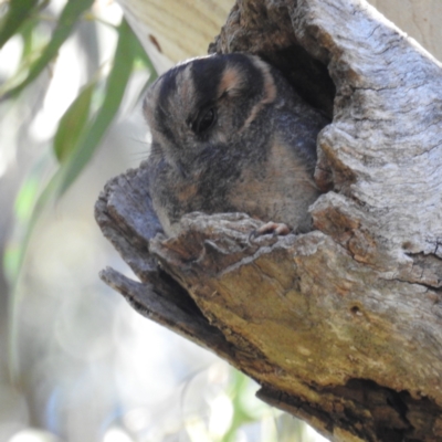 Aegotheles cristatus (Australian Owlet-nightjar) at Acton, ACT - 6 Aug 2021 by HelenCross