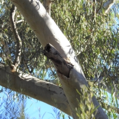 Aegotheles cristatus at Acton, ACT - 6 Aug 2021