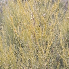 Omphacomeria acerba (Leafless Sour-bush) at Cotter River, ACT - 3 Aug 2021 by rangerstacey