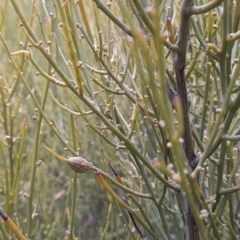 Omphacomeria acerba at Cotter River, ACT - 3 Aug 2021