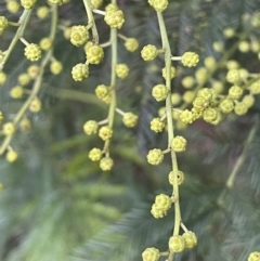 Acacia decurrens (Green Wattle) at Weetangera, ACT - 19 Jul 2021 by JaneR