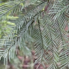 Acacia decurrens at Weetangera, ACT - 19 Jul 2021