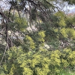 Acacia decurrens at Weetangera, ACT - 19 Jul 2021