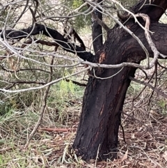 Acacia decurrens at Weetangera, ACT - 19 Jul 2021