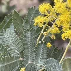 Acacia baileyana (Cootamundra Wattle, Golden Mimosa) at Yarralumla, ACT - 22 Jul 2021 by JaneR
