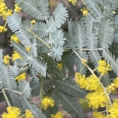 Acacia baileyana at Yarralumla, ACT - 22 Jul 2021