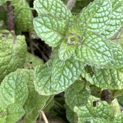 Mentha spicata (Garden Mint) at Yarralumla, ACT - 22 Jul 2021 by JaneR