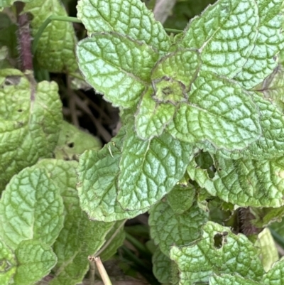 Mentha spicata (Garden Mint) at Yarralumla, ACT - 22 Jul 2021 by JaneR