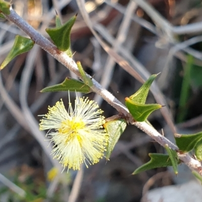 Acacia gunnii (Ploughshare Wattle) at Cook, ACT - 5 Aug 2021 by drakes