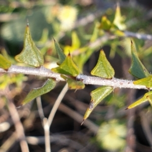 Acacia gunnii at Cook, ACT - 6 Aug 2021 08:29 AM