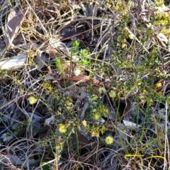 Acacia gunnii at Cook, ACT - 6 Aug 2021 08:29 AM