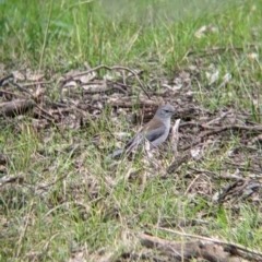 Colluricincla harmonica (Grey Shrikethrush) at Table Top, NSW - 6 Aug 2021 by Darcy