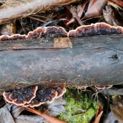 Xylobolus illudens at Paddys River, ACT - 5 Aug 2021 11:36 AM