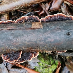 Xylobolus illudens at Paddys River, ACT - 5 Aug 2021 11:36 AM