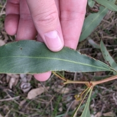 Acacia pycnantha (Golden Wattle) at Table Top, NSW - 6 Aug 2021 by Darcy