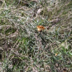 Xerochrysum viscosum (Sticky Everlasting) at Table Top, NSW - 6 Aug 2021 by Darcy