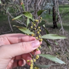 Acacia verniciflua (Varnish Wattle) at Table Top, NSW - 6 Aug 2021 by Darcy