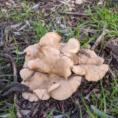 Unverified Fungus at Table Top, NSW - 6 Aug 2021 by Darcy