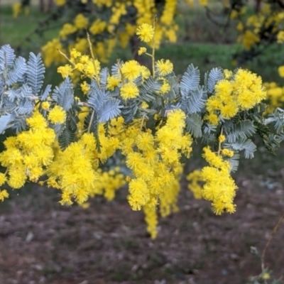 Acacia baileyana (Cootamundra Wattle, Golden Mimosa) at Table Top, NSW - 6 Aug 2021 by Darcy