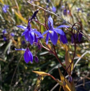 Stypandra glauca at Fadden, ACT - 6 Aug 2021