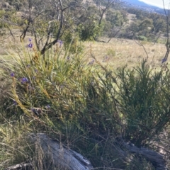 Stypandra glauca at Fadden, ACT - 6 Aug 2021 11:22 AM