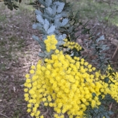 Acacia baileyana (Cootamundra Wattle, Golden Mimosa) at Wirlinga, NSW - 6 Aug 2021 by Darcy