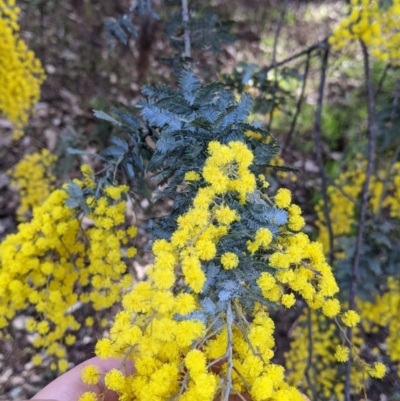 Acacia baileyana (Cootamundra Wattle, Golden Mimosa) at Wirlinga, NSW - 6 Aug 2021 by Darcy