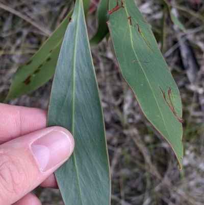 Acacia pycnantha (Golden Wattle) at Table Top, NSW - 6 Aug 2021 by Darcy