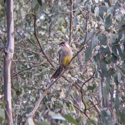 Anthochaera carunculata (Red Wattlebird) at Table Top, NSW - 6 Aug 2021 by Darcy