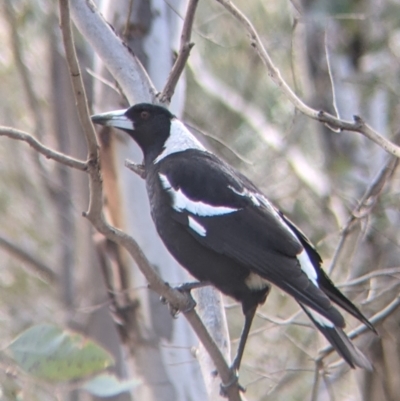 Gymnorhina tibicen (Australian Magpie) at Table Top, NSW - 6 Aug 2021 by Darcy