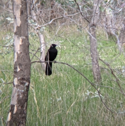 Corcorax melanorhamphos (White-winged Chough) at Table Top, NSW - 6 Aug 2021 by Darcy