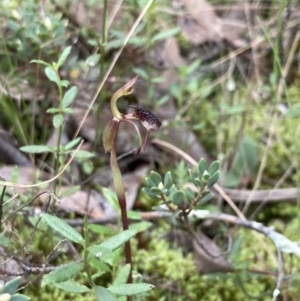 Chiloglottis reflexa at Jerrabomberra, NSW - suppressed