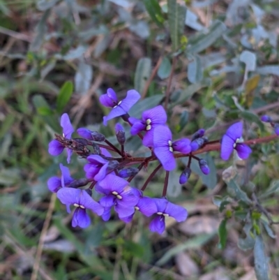 Hardenbergia violacea (False Sarsaparilla) at Table Top, NSW - 6 Aug 2021 by Darcy