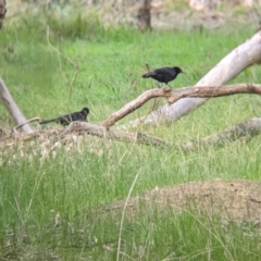 Corcorax melanorhamphos (White-winged Chough) at Table Top, NSW - 6 Aug 2021 by Darcy