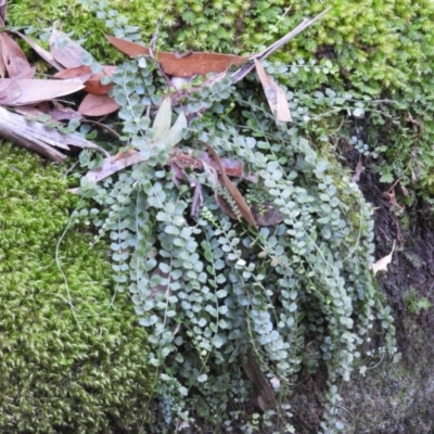 Asplenium flabellifolium (Necklace Fern) at Bundanoon, NSW - 21 Jul 2021 by MatthewFrawley