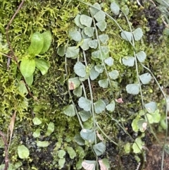 Asplenium flabellifolium (Necklace Fern) at Mount Ainslie - 27 Jul 2021 by JaneR