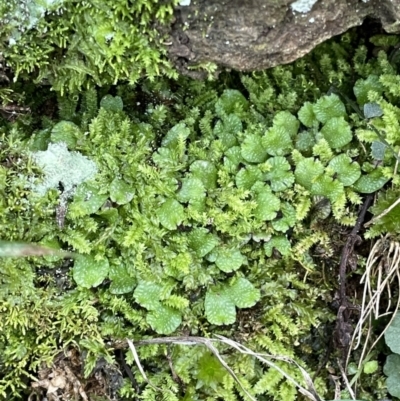 Targionia lorbeeriana (A liverwort) at Mount Ainslie - 27 Jul 2021 by JaneR