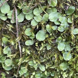 Targionia lorbeeriana at Majura, ACT - 27 Jul 2021