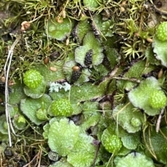 Asterella sp. (genus) (A liverwort) at Mount Ainslie - 27 Jul 2021 by JaneR
