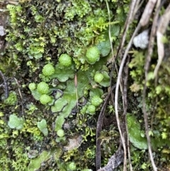 Asterella sp. (genus) at Majura, ACT - 27 Jul 2021