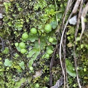 Asterella sp. (genus) at Majura, ACT - 27 Jul 2021