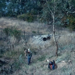 Pyracantha sp. (Firethorn) at Deakin, ACT - 10 Apr 1991 by MichaelMulvaney