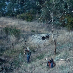 Pyracantha sp. at Deakin, ACT - 10 Apr 1991