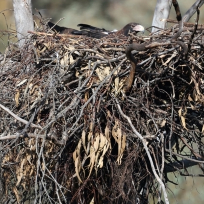 Aquila audax (Wedge-tailed Eagle) at Majura, ACT - 3 Aug 2021 by jb2602