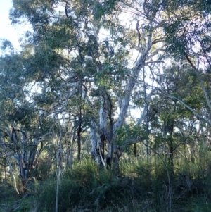 Eucalyptus mannifera subsp. mannifera at Mount Ainslie - 5 Aug 2021