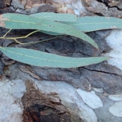 Eucalyptus mannifera subsp. mannifera at Majura, ACT - 5 Aug 2021